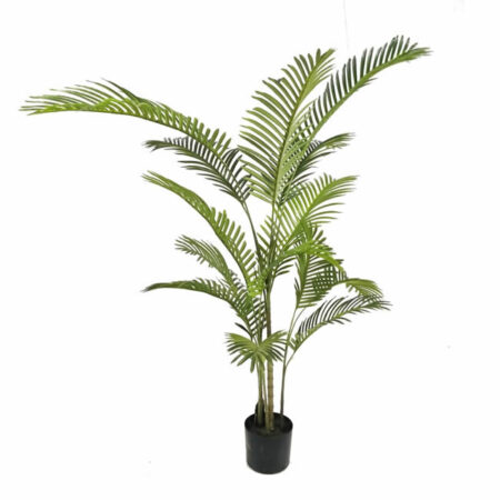 Areca Palm L 150 cms